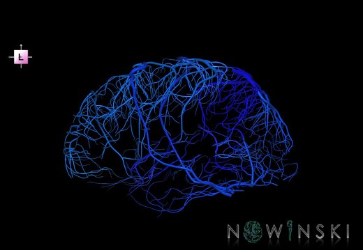 G1.T16.5.V2.C2.L0.Superficial cerebral veins