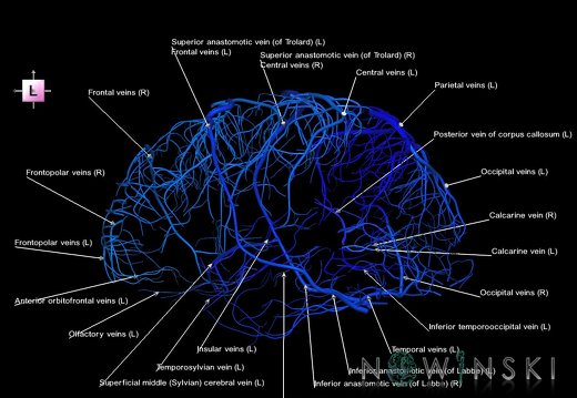G1.T16.5.V2.C2.L1.Superficial cerebral veins