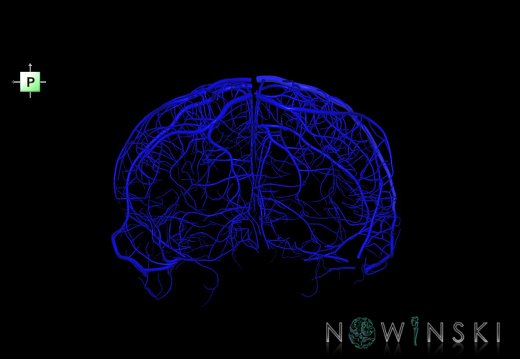 G1.T16.5.V3.C1.L0.Superficial cerebral veins