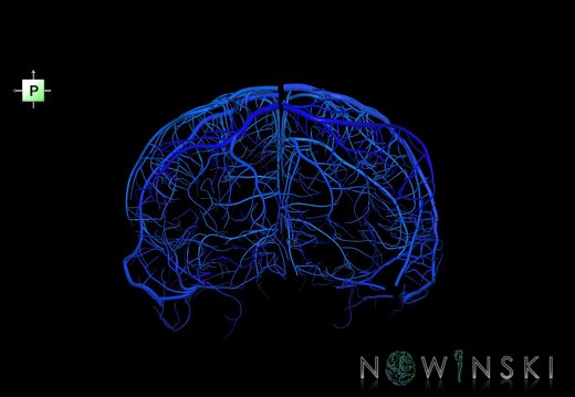 G1.T16.5.V3.C2.L0.Superficial cerebral veins
