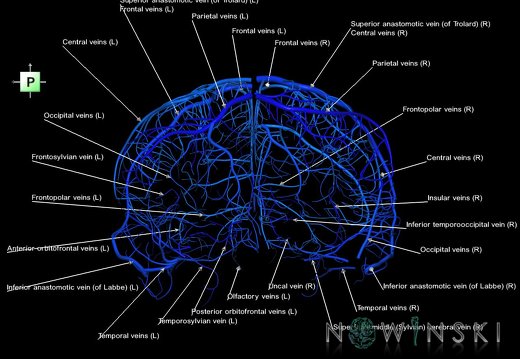 G1.T16.5.V3.C2.L1.Superficial cerebral veins