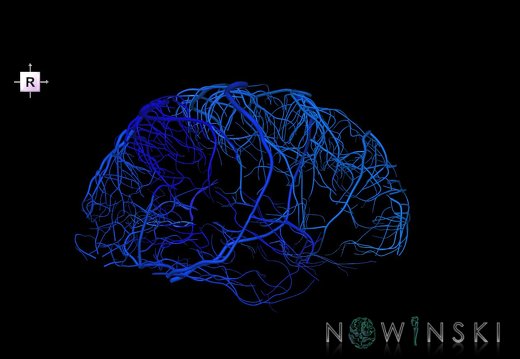 G1.T16.5.V4.C2.L0.Superficial cerebral veins