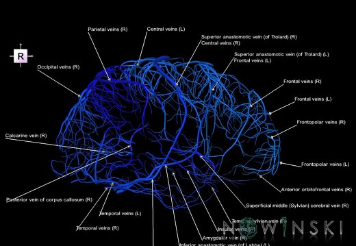 G1.T16.5.V4.C2.L1.Superficial cerebral veins