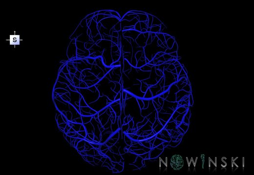 G1.T16.5.V5.C1.L0.Superficial cerebral veins