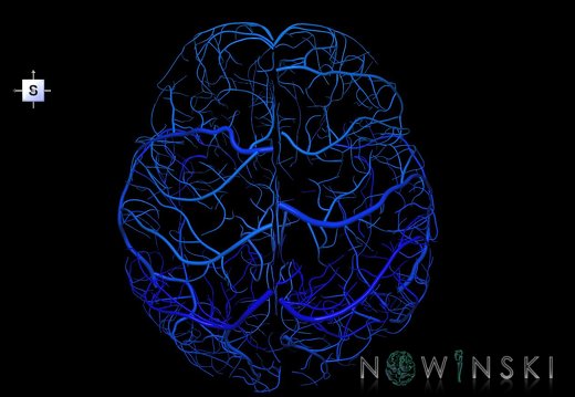 G1.T16.5.V5.C2.L0.Superficial cerebral veins