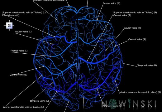 G1.T16.5.V5.C2.L1.Superficial cerebral veins