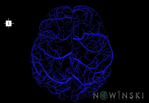 G1.T16.5.V6.C1.L0.Superficial cerebral veins