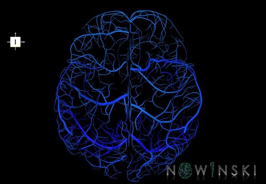 G1.T16.5.V6.C2.L0.Superficial cerebral veins