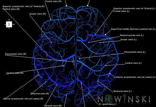 G1.T16.5.V6.C2.L1.Superficial cerebral veins
