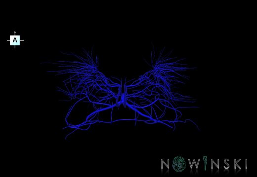 G1.T16.6.V1.C1.L0.Deep cerebral veins
