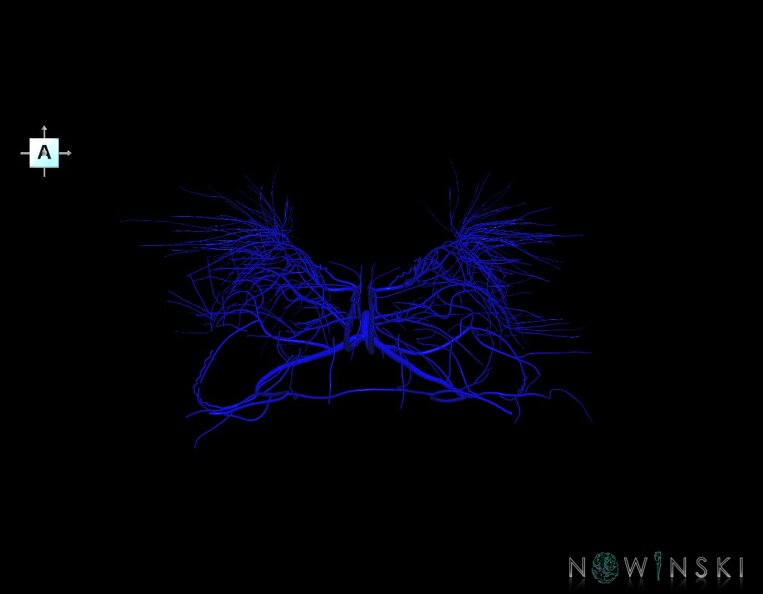 G1.T16.6.V1.C1.L0.Deep_cerebral_veins.tiff