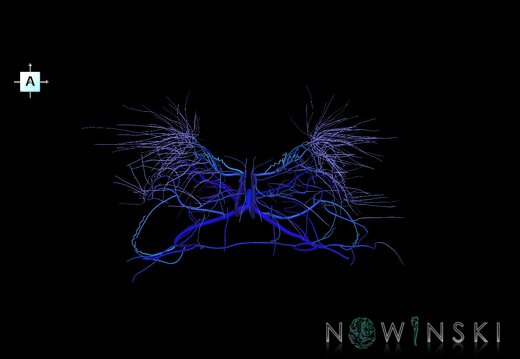 G1.T16.6.V1.C2.L0.Deep cerebral veins
