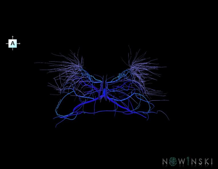 G1.T16.6.V1.C2.L0.Deep_cerebral_veins.tiff