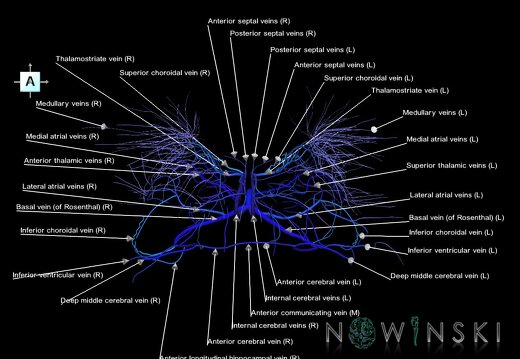G1.T16.6.V1.C2.L1.Deep cerebral veins