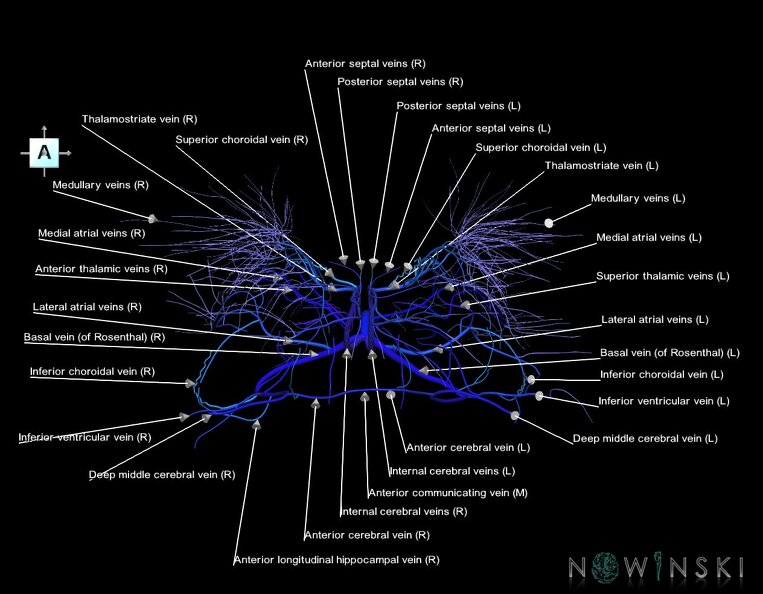 G1.T16.6.V1.C2.L1.Deep_cerebral_veins.tiff