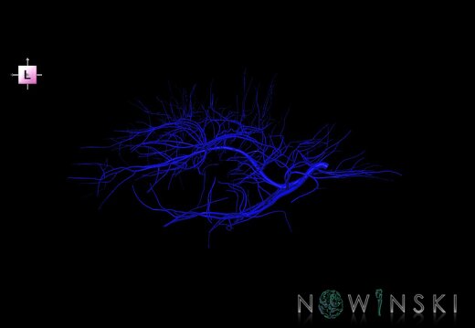 G1.T16.6.V2.C1.L0.Deep cerebral veins
