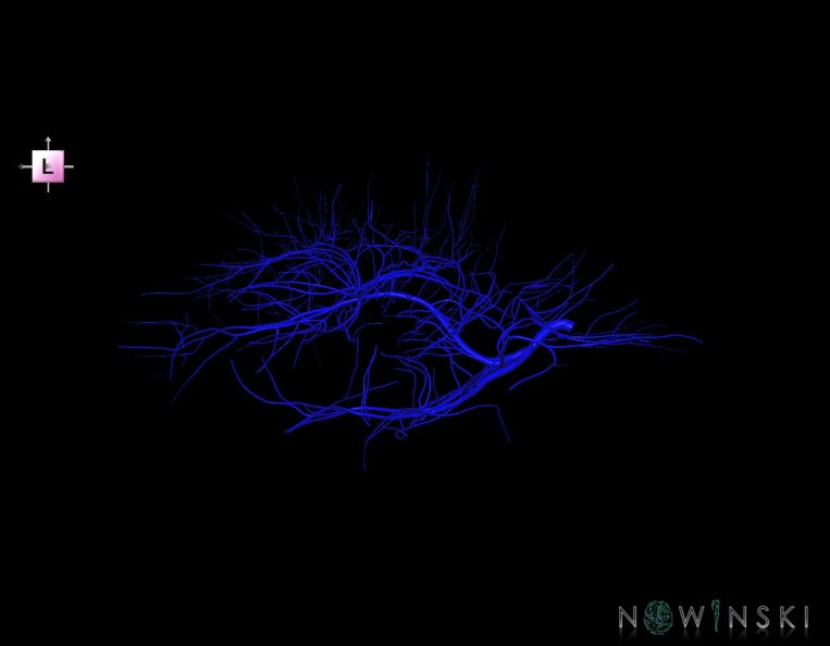 G1.T16.6.V2.C1.L0.Deep_cerebral_veins.tiff