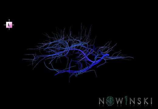 G1.T16.6.V2.C2.L0.Deep cerebral veins