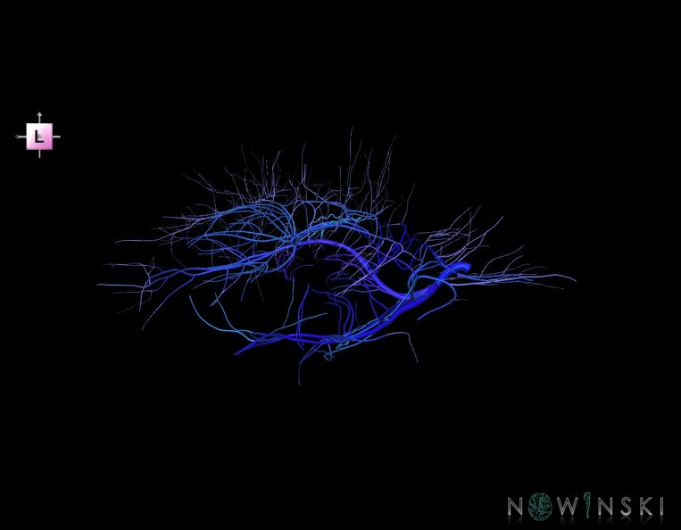 G1.T16.6.V2.C2.L0.Deep_cerebral_veins.tiff