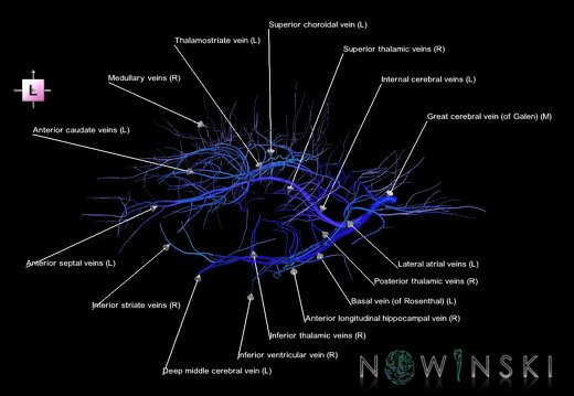 G1.T16.6.V2.C2.L1.Deep cerebral veins