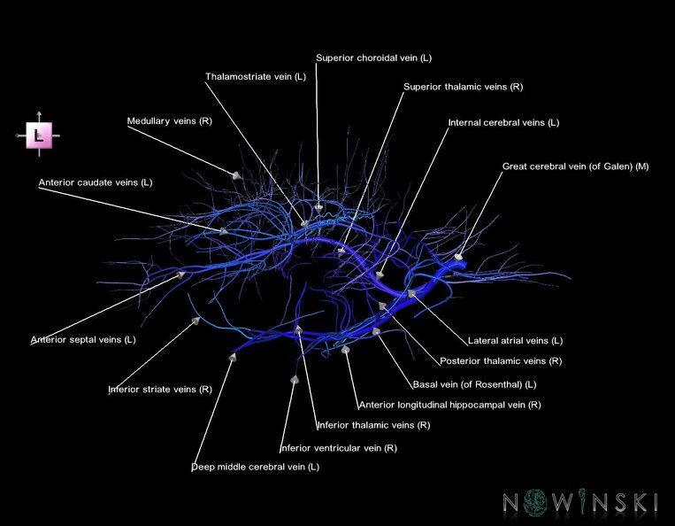 G1.T16.6.V2.C2.L1.Deep_cerebral_veins.tiff