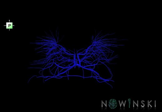 G1.T16.6.V3.C1.L0.Deep cerebral veins