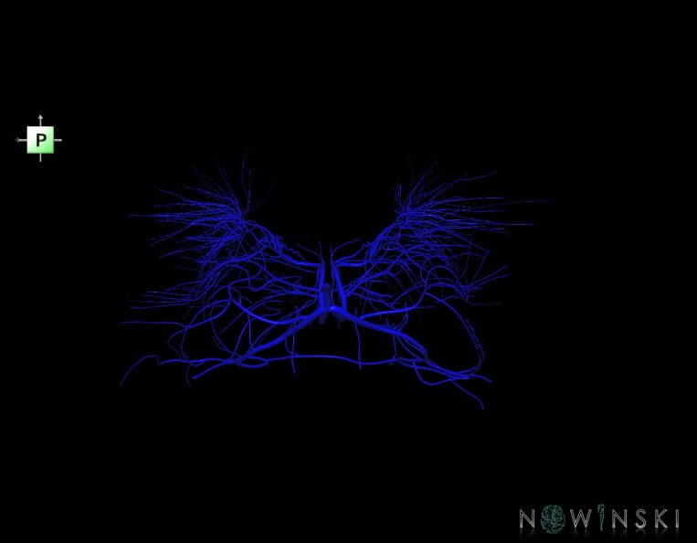 G1.T16.6.V3.C1.L0.Deep_cerebral_veins.tiff