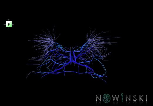 G1.T16.6.V3.C2.L0.Deep cerebral veins