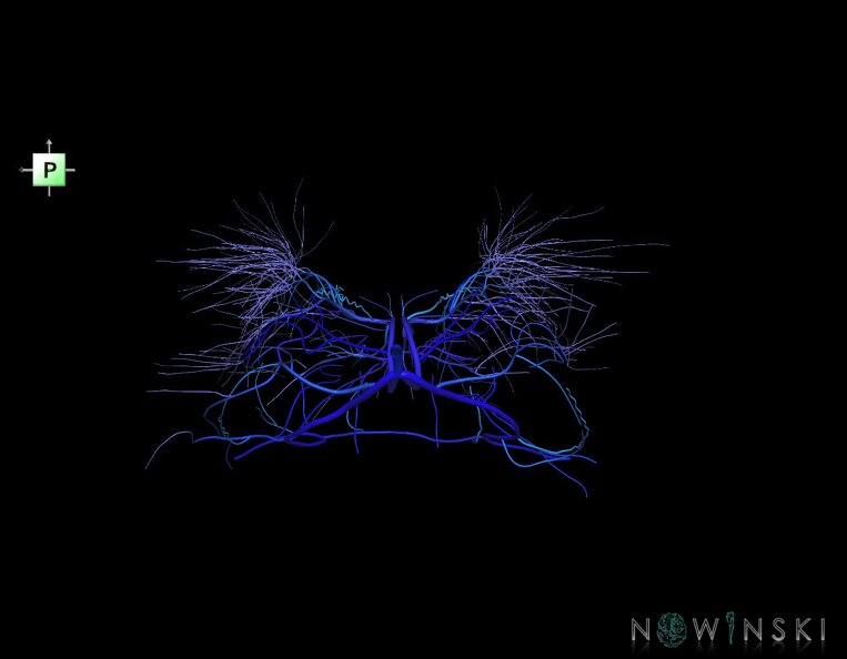 G1.T16.6.V3.C2.L0.Deep_cerebral_veins.tiff