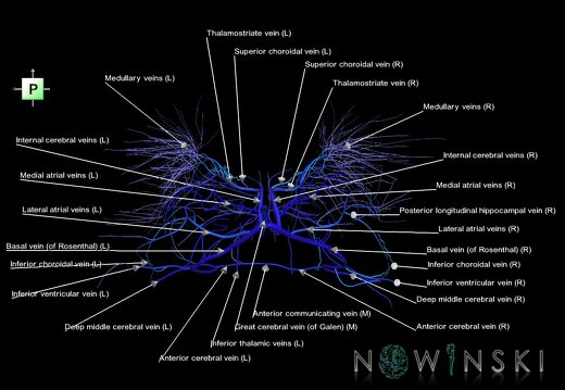 G1.T16.6.V3.C2.L1.Deep cerebral veins