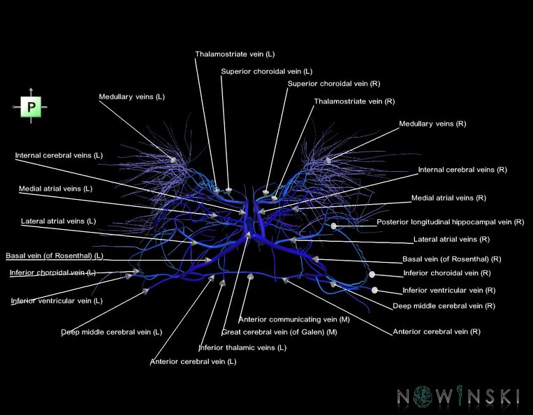 G1.T16.6.V3.C2.L1.Deep_cerebral_veins.tiff
