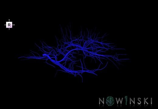 G1.T16.6.V4.C1.L0.Deep cerebral veins