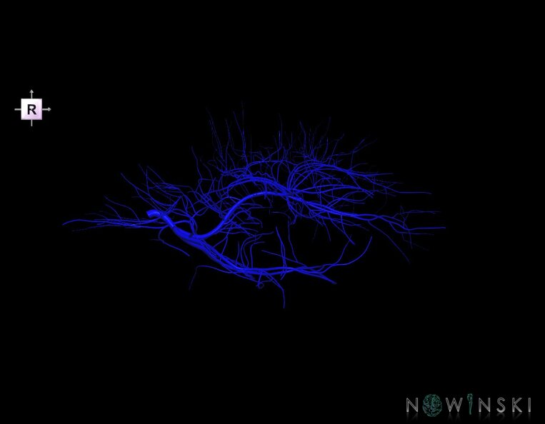 G1.T16.6.V4.C1.L0.Deep_cerebral_veins.tiff