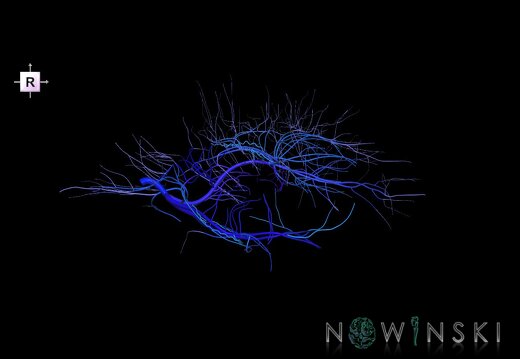G1T16.6.DeepCerebralVeins