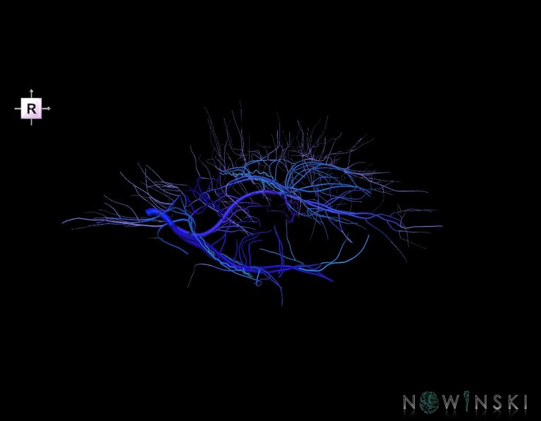 G1.T16.6.V4.C2.L0.Deep_cerebral_veins.tiff
