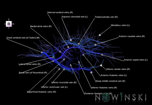 G1.T16.6.V4.C2.L1.Deep cerebral veins
