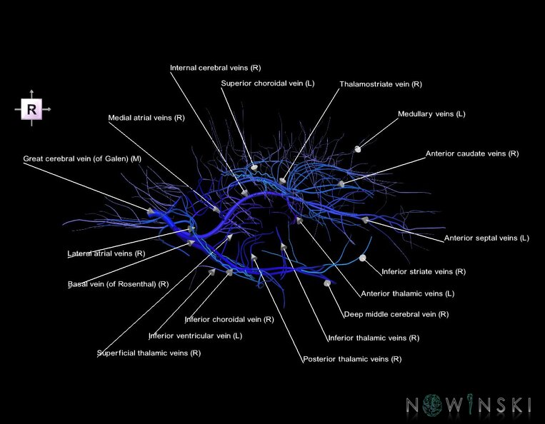 G1.T16.6.V4.C2.L1.Deep_cerebral_veins.tiff