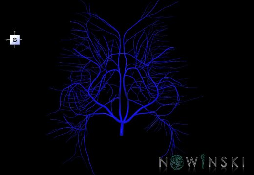 G1.T16.6.V5.C1.L0.Deep cerebral veins