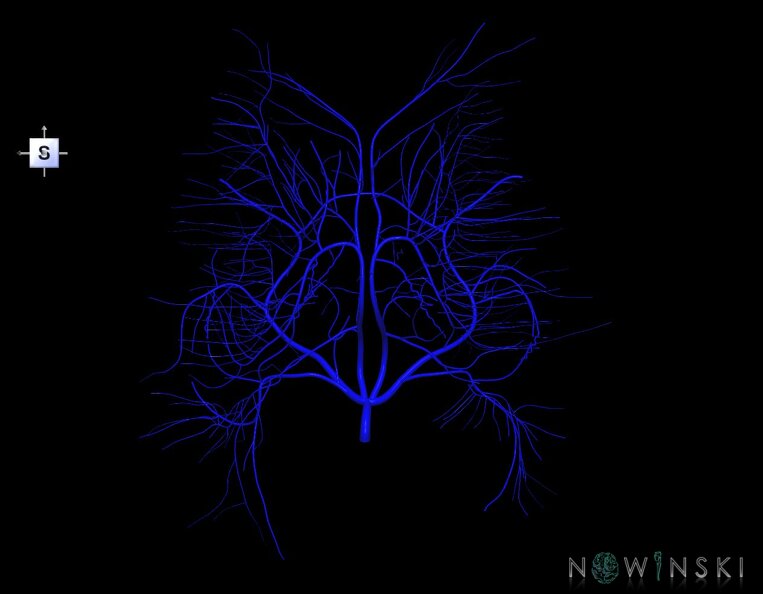 G1.T16.6.V5.C1.L0.Deep_cerebral_veins.tiff