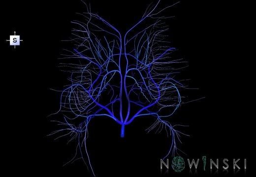 G1.T16.6.V5.C2.L0.Deep cerebral veins