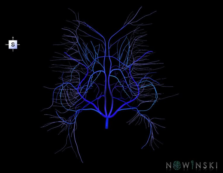 G1.T16.6.V5.C2.L0.Deep_cerebral_veins.tiff