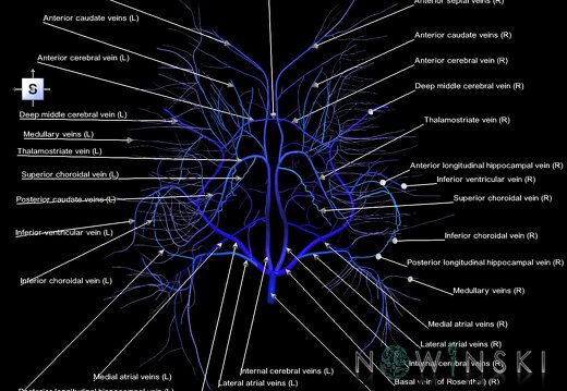 G1.T16.6.V5.C2.L1.Deep cerebral veins