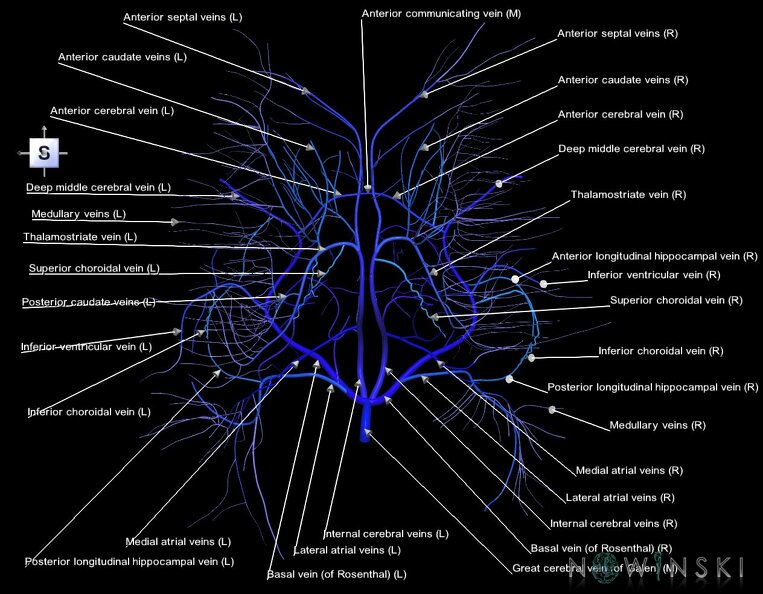 G1.T16.6.V5.C2.L1.Deep_cerebral_veins.tiff