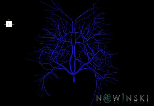 G1.T16.6.V6.C1.L0.Deep cerebral veins
