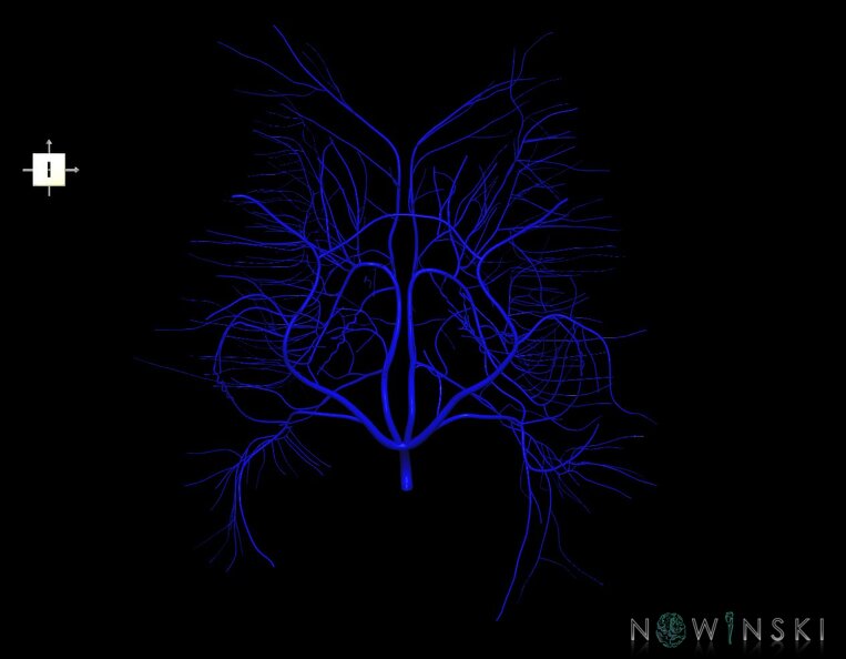 G1.T16.6.V6.C1.L0.Deep_cerebral_veins.tiff