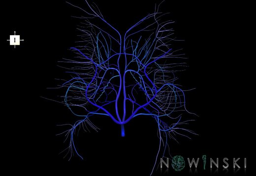 G1.T16.6.V6.C2.L0.Deep cerebral veins
