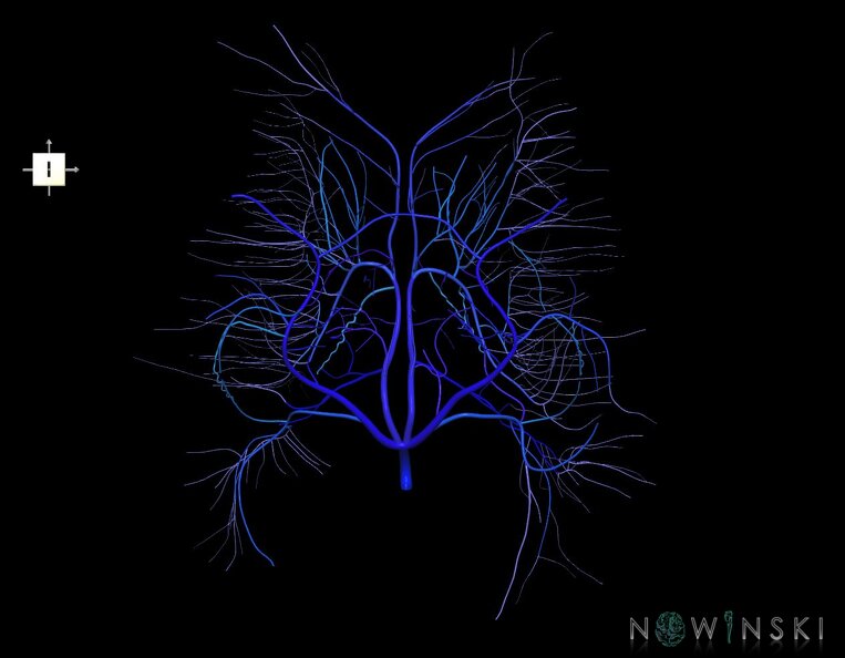 G1.T16.6.V6.C2.L0.Deep_cerebral_veins.tiff