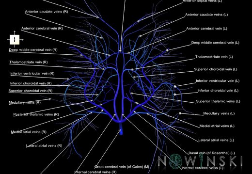 G1.T16.6.V6.C2.L1.Deep cerebral veins