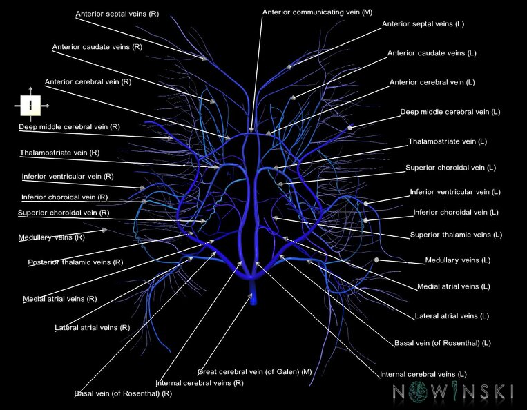 G1.T16.6.V6.C2.L1.Deep_cerebral_veins.tiff