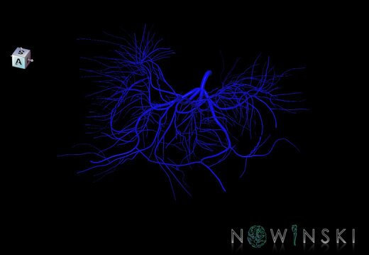 G1.T16.6.V7.C1.L0.Deep cerebral veins